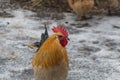 Close up of a male red junglefowl