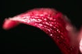 Close up view of red lily flower petal with water drops isolated on black. Royalty Free Stock Photo