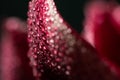 Close up view of red lily flower petal with water drops. Royalty Free Stock Photo