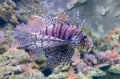 Close-up view of a Red Lionfish