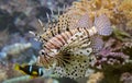 Close-up view of a Red Lionfish