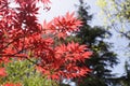 Close up view of a red maple leaf with other trees and blue sky in the background Royalty Free Stock Photo