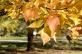 Close up view of red maple tree acer rubrum leaves showing autumn color Royalty Free Stock Photo