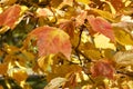Close up view of red maple tree acer rubrum leaves showing autumn color Royalty Free Stock Photo