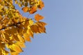 Close up view of red maple tree acer rubrum leaves showing autumn color Royalty Free Stock Photo