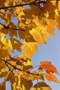 Close up view of red maple tree acer rubrum leaves showing autumn color Royalty Free Stock Photo