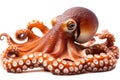 Close up View of a Red Octopus with Tentacles on White Background Royalty Free Stock Photo