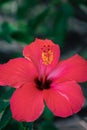 Close-up view of red petals of beautiful tropical hibiscus flower with yellow pollen and piling with dark green blurry and soft Royalty Free Stock Photo