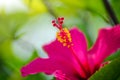 Close-up view of red petals of beautiful tropical hibiscus flower with yellow pollen and piling under the sunrise with blurry and Royalty Free Stock Photo