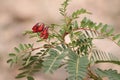 Close-up view of  the red petals of a Sesbania punicea plant with green leaves Royalty Free Stock Photo