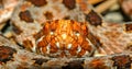 Close up view of red phase Carolina Pigmy or Pygmy rattlesnake - Sistrurus miliarius miliarus - front view of head and face showin Royalty Free Stock Photo