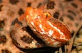 Close up view of red phase Carolina Pigmy or Pygmy rattlesnake - Sistrurus miliarius miliarus - side view of head and face showing