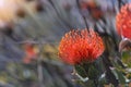 Close up view of Red Pincushion Protea flower Royalty Free Stock Photo