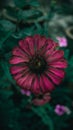 Close up view of red pink Common daisy or Bellis perennis flower with green moody background in the garden