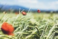 Close up view red poppies flowers and green cones wheat on background nature field. Summer village rural landscape blurred backdro