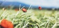 Close up view red poppies flowers and green cones wheat on background nature field. Summer village rural landscape blurred backdro