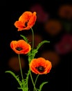 Wonderful red Poppies on blurred background Royalty Free Stock Photo