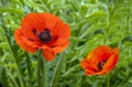 Wonderful red Poppies on blurred background Royalty Free Stock Photo