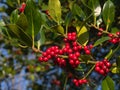 Close up view of red ripe berries of common holly