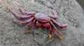 Close-up view of the red rock crab Grapsus adscensionis