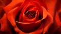 A close up view of a red rose Royalty Free Stock Photo