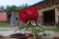 Close up view of Red Rose growing at an Indian garden