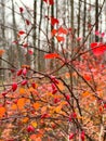 The close-up view of red rowan berries on branches against the background of an autumn park, yellow leaves and black Royalty Free Stock Photo