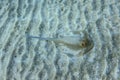 Close Up View of the Red Sea Stingray near Marsa Alam beach,