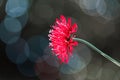Close up view of red Spider lily flower Royalty Free Stock Photo