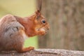 Close up view of a red squirrel eating a nut