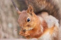 Close up view of red squirrel gnawing a seed