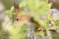 Close up view of a red squirrel in tree foliage