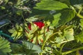 Close up view of red strawberries on branch growing in garden. Royalty Free Stock Photo