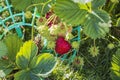 Close up view of red strawberries on garden bed. Royalty Free Stock Photo