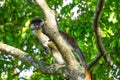 Red Tailed Monkey in Uganda Royalty Free Stock Photo