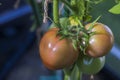 Close up view of red tomato fruits. Gardening in greenhouse. Royalty Free Stock Photo