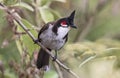 Close-up view of a Red-whiskered bulbul Pycnonotus jocosus