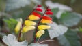 Close up view of red and yellow Mina Lobata flowers