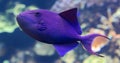 Close-up view of a Redtoothed triggerfish Royalty Free Stock Photo