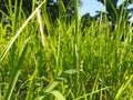 Close-up view of reed grass (Imperata cylindrica)