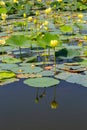 Close up view of reflections of Lotus bud, seed head and flowers on Carter Lake Iowa