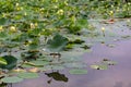 Close up view of reflections of lotus seed head and flower on Carter Lake Iowa