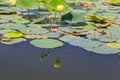 Close up view of reflections of lotus flower on Carter Lake Iowa