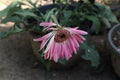 Close up view of a remaining flower head with few petals of a pink Gerbera variety Royalty Free Stock Photo