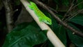 Close up view of Reptilia on the branch in the terrarium