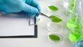 Close up view of a researcher`s hands taking a leaf from the Perti dishes