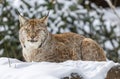 Close up view of an resting Eurasian lynx in winter times Royalty Free Stock Photo