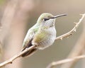 Dainty Female Hummingbird Perched Bird Green