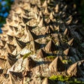 Thorny Tree Trunk with Defensive Spikes Royalty Free Stock Photo