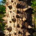 Defensive Spikes on a Thorny Tree Trunk Royalty Free Stock Photo